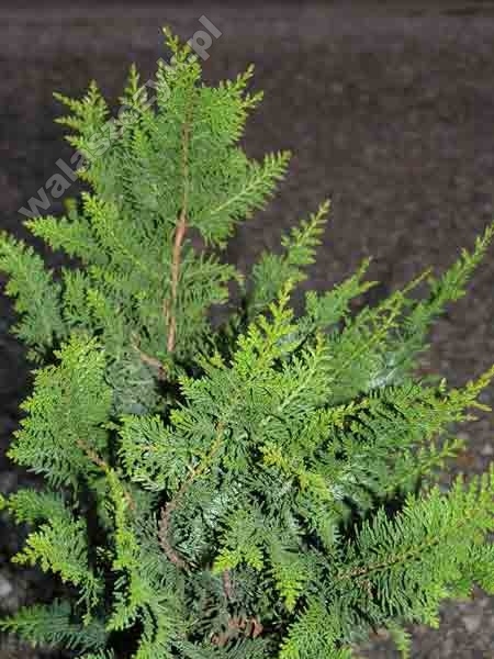 Chamaecyparis obtusa 'Teddy Bear' 